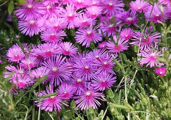 マツバギク 季節の花 苗の植え付けは３ ５月 イパネマおやじ イパネマおやじ ハーブとバラ 育てる楽しさは１株から心と風景が豊かになる夢の時間