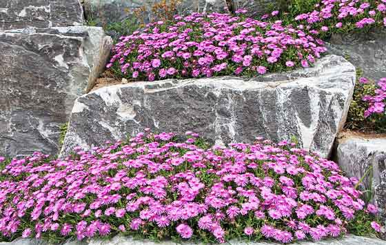 マツバギク 季節の花 苗の植え付けは３ ５月 イパネマおやじ イパネマおやじ ハーブとバラ 育てる楽しさは１株から心と風景が豊かになる夢の時間