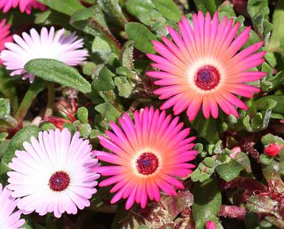 マツバギク 季節の花 苗の植え付けは３ ５月 イパネマおやじ イパネマおやじ ハーブとバラ 育てる楽しさは１株から心と風景が豊かになる夢の時間