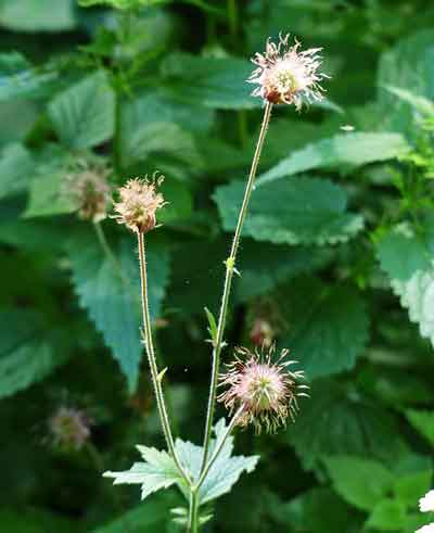 ゲウムの植え付け期は３ ４月と秋 季節の花 バラ科の多年草 イパネマおやじ ハーブとバラ 育てる楽しさは１株から心と風景が豊かになる夢の時間