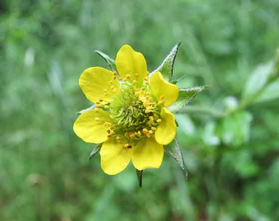 ゲウムの植え付け期は３ ４月と秋 季節の花 バラ科の多年草 イパネマおやじ ハーブとバラ 育てる楽しさは１株から心と風景が豊かになる夢の時間