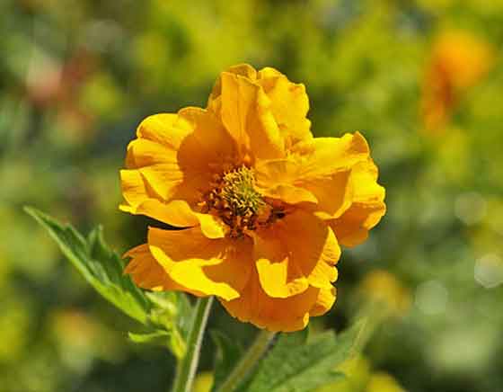 ゲウムの植え付け期は３ ４月と秋 季節の花 バラ科の多年草 イパネマおやじ ハーブとバラ 育てる楽しさは１株から心と風景が豊かになる夢の時間