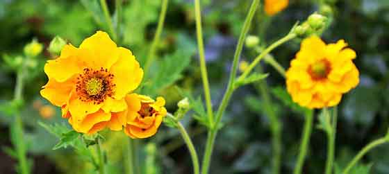 ゲウムの植え付け期は３ ４月と秋 季節の花 バラ科の多年草 イパネマおやじ ハーブとバラ 育てる楽しさは１株から心と風景が豊かになる夢の時間