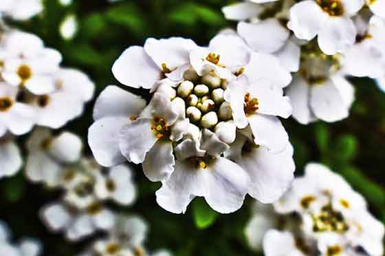 イベリスの植付け期は４ ５月と秋 季節の花 春に咲く花 イパネマおやじ ハーブとバラ 育てる楽しさは１株から心と風景が豊かになる夢の時間