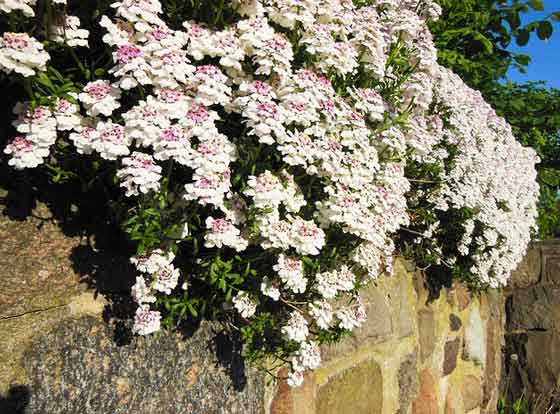 イベリスの植付け期は４ ５月と秋 季節の花 春に咲く花 イパネマおやじ ハーブとバラ 育てる楽しさは１株から心と風景が豊かになる夢の時間