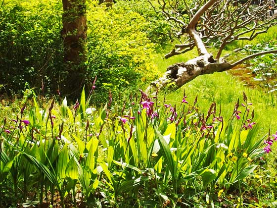 二の丸庭園に咲くシランの花