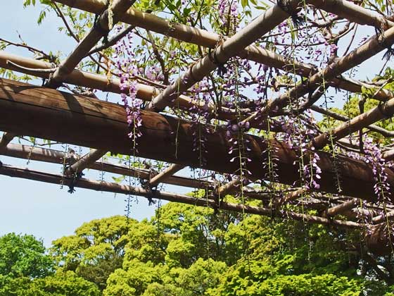 二の丸庭園の藤の花