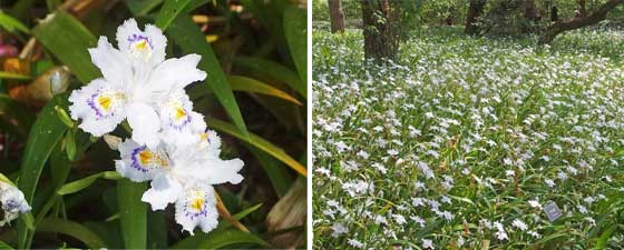 二の丸庭園に咲くシャガの花