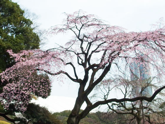 小石川後楽園の桜