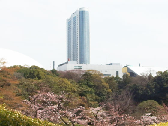 小石川後楽園の桜が満開