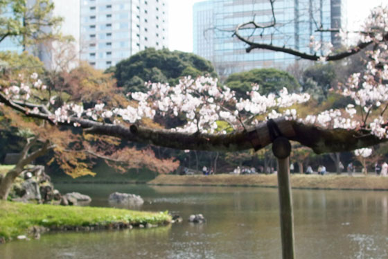 小石川後楽園のサクラ