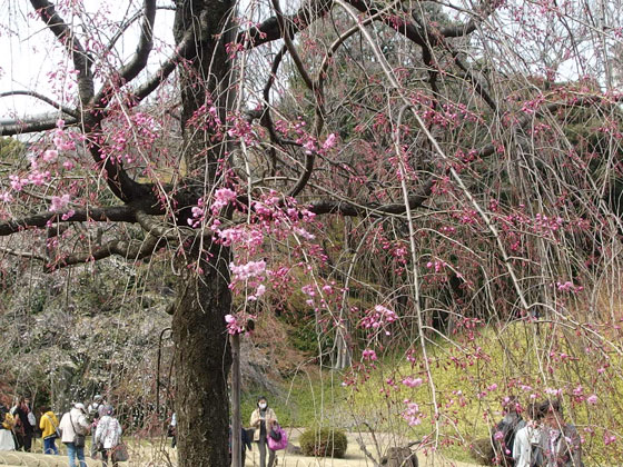 小石川後楽園の桜が咲く