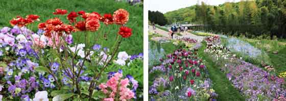 草花の咲くガーデン風景