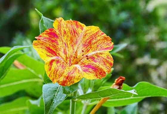 オシロイバナのタネまきは４ ６月 季節の花 熱帯植物 イパネマおやじ ハーブとバラ 育てる楽しさは１株から心と風景が豊かになる夢の時間