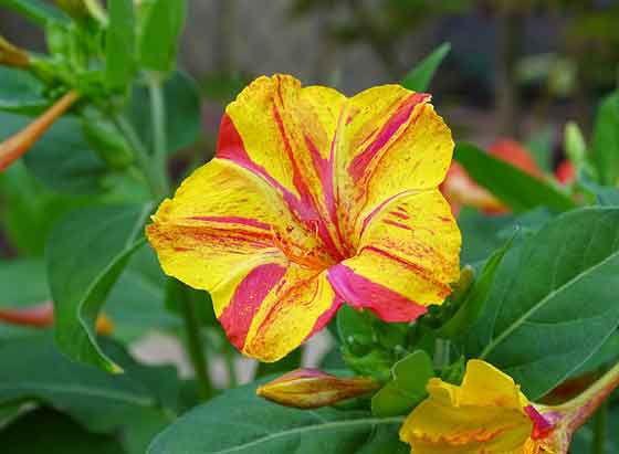 オシロイバナのタネまきは４ ６月 季節の花 熱帯植物 イパネマおやじ ハーブとバラ 育てる楽しさは１株から心と風景が豊かになる夢の時間