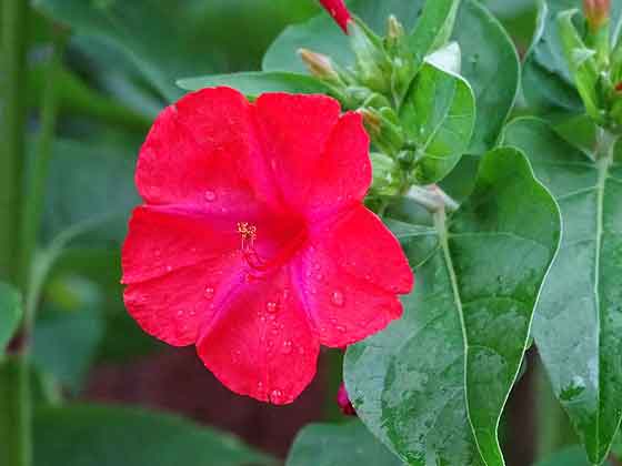 オシロイバナのタネまきは４ ６月 季節の花 熱帯植物 イパネマおやじ ハーブとバラ 育てる楽しさは１株から心と風景が豊かになる夢の時間