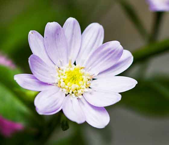 ミヤコワスレの植え付け期は４ ６月と秋 季節の花 春に咲くキク イパネマおやじ ハーブとバラ 育てる楽しさは１株から心と風景が豊かになる夢の時間