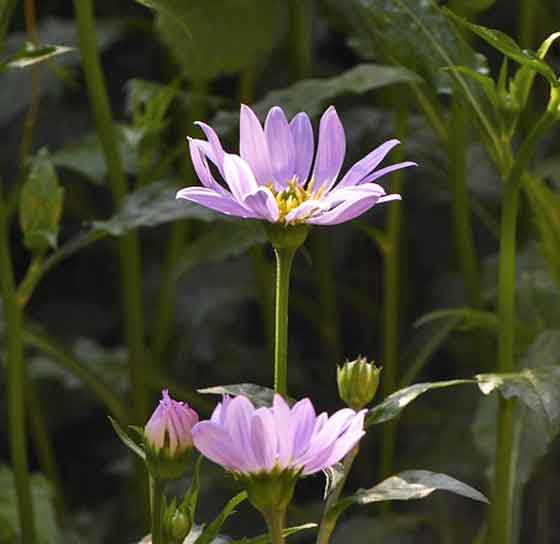 ミヤコワスレの植え付け期は４ ６月と秋 季節の花 春に咲くキク イパネマおやじ ハーブとバラ 育てる楽しさは１株から心と風景が豊かになる夢の時間