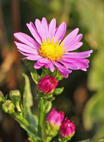 ミヤコワスレの植え付け期は４ ６月と秋 季節の花 春に咲くキク イパネマおやじ ハーブとバラ 育てる楽しさは１株から心と風景が豊かになる夢の時間