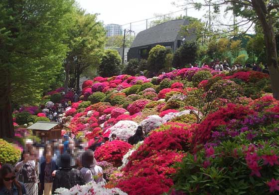 つつじ園の風景