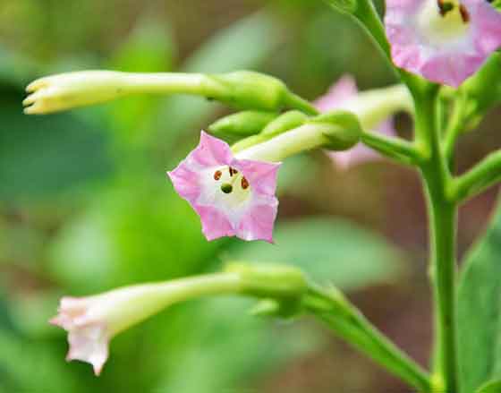 ニコチアナは筒状花です