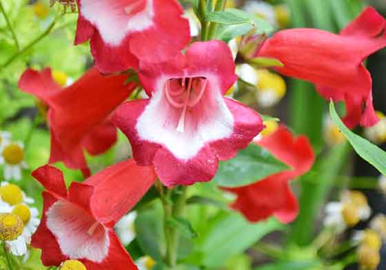 ペンステモンの植え付けは３ ４月と秋 季節の花 夏に咲く花 イパネマおやじ ハーブとバラ 育てる楽しさは１株から心と風景が豊かになる夢の時間