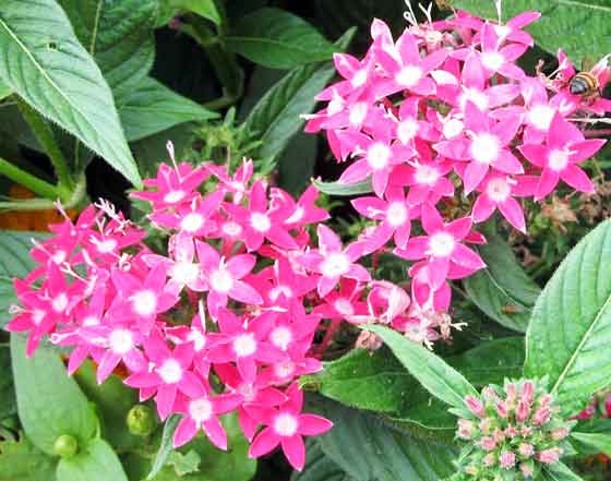 ペンタスの植え付け期は４ ６月 季節の花 夏にも元気に咲く花 イパネマおやじ ハーブとバラ 育てる楽しさは１株から心と風景が豊かになる夢の時間