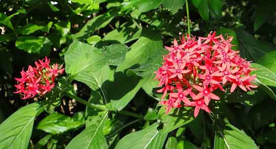 ペンタスの植え付け期は４ ６月 季節の花 夏にも元気に咲く花 イパネマおやじ ハーブとバラ 育てる楽しさは１株から心と風景が豊かになる夢の時間