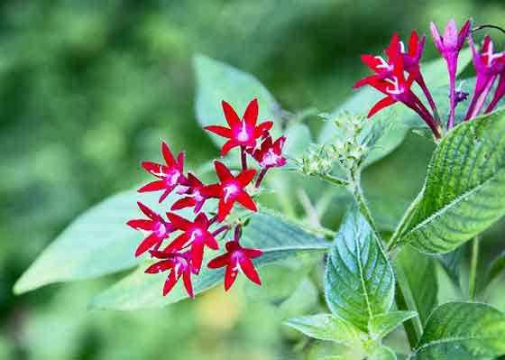 ペンタスの植え付け期は４ ６月 季節の花 夏にも元気に咲く花 イパネマおやじ ハーブとバラ 育てる楽しさは１株から心と風景が豊かになる夢の時間