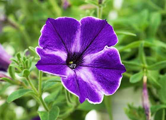 ペチュニアのタネまきは３月 ５月と秋 季節の花 春から秋まで開花する イパネマおやじ ハーブとバラ 育てる 楽しさは１株から心と風景が豊かになる夢の時間