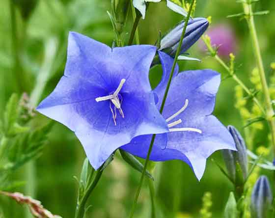 キキョウのタネまき期は４月中旬まで 季節の花初夏 秋まで咲く花 イパネマおやじ ハーブとバラ 育てる楽しさは１株から心と風景が豊かになる夢の時間