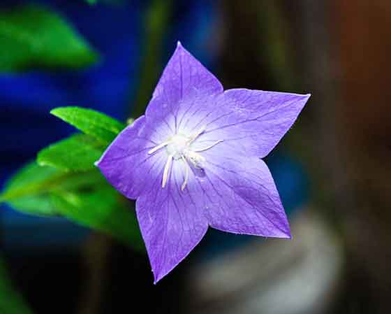 キキョウのタネまき期は４月中旬まで 季節の花初夏 秋まで咲く花 イパネマおやじ ハーブとバラ 育てる楽しさは１株から心と風景が豊かになる夢の時間