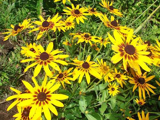 ルドベキアの植え付けは４ ５月 季節の花 真夏にも咲く花 イパネマおやじ ハーブとバラ 育てる楽しさは１株から心と風景が豊かになる夢の時間