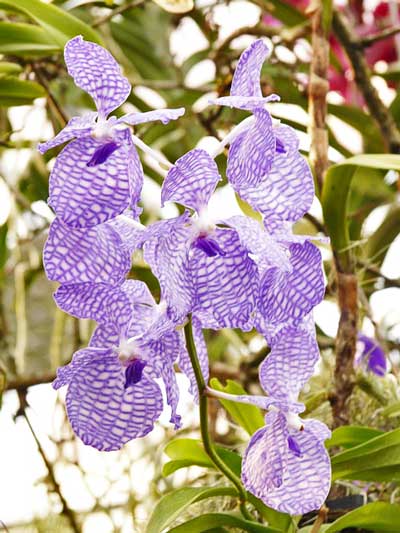 バンダの植え付け期は５ ６月 季節の花 着生植物 イパネマおやじ ハーブとバラ 育てる楽しさは１株から心と風景が豊かになる夢の時間