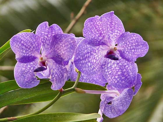 バンダの植え付け期は５ ６月 季節の花 着生植物 イパネマおやじ ハーブとバラ 育てる楽しさは１株から心と風景が豊かになる夢の時間