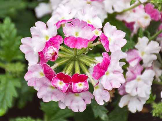 バーベナの植え付け期は４ ６月 季節の花 春 秋まで咲く花 イパネマおやじ ハーブとバラ 育てる楽しさは１株から心と風景が豊かになる夢の時間