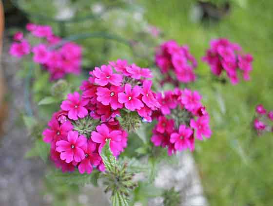 バーベナは春から秋まで開花する