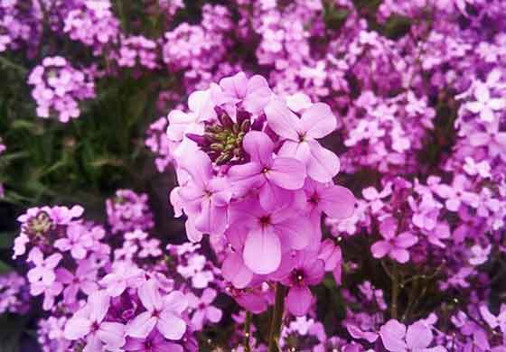 バーベナの植え付け期は４ ６月 季節の花 春 秋まで咲く花 イパネマおやじ ハーブとバラ 育てる楽しさは１株から心と風景が豊かになる夢の時間