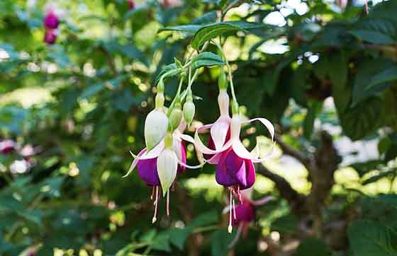 フクシアの植え付け期は４ ６月と秋 季節の花 イパネマおやじ イパネマおやじ ハーブとバラ 育てる楽しさは１株から心と風景が豊かになる夢の時間