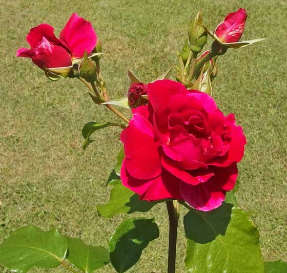 ギーサヴォアはダマスク系の芳香がある