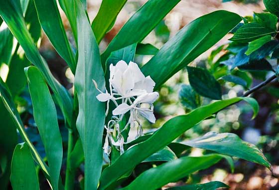 ジンジャーリリーは球根植物です