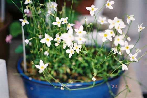 ヒナソウは寒さに強い草花です