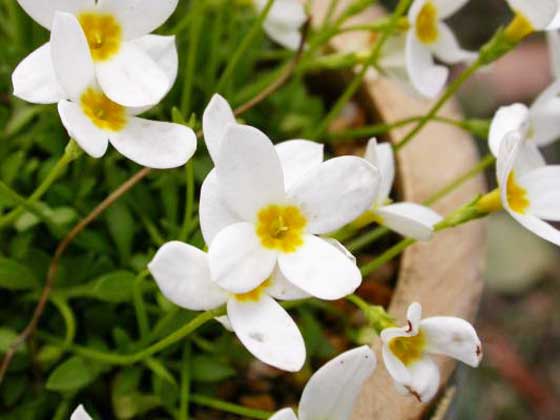 ヒナソウの植え付け適期は５月と秋 季節の花 イパネマおやじ イパネマおやじ ハーブとバラ 育てる楽しさは１株から心と風景が豊かになる夢の時間