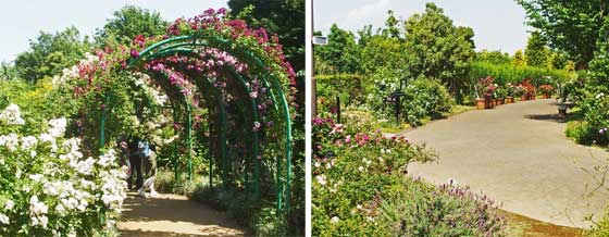 春の花菜ガーデンの風景