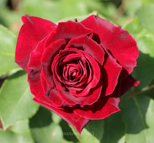 黒真珠は濃い黒赤色のバラ