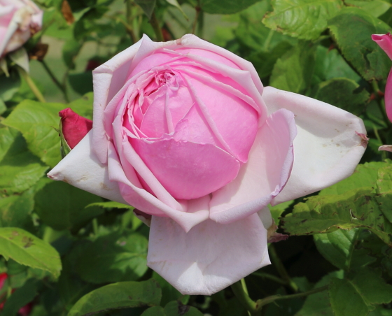 ラフランスはダマスク系の芳香がある