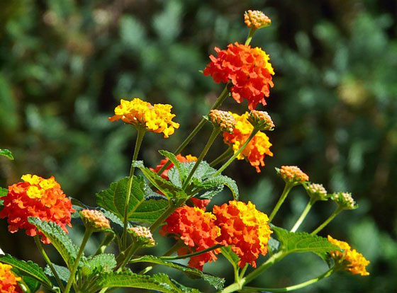 ランタナの植え付け期は４ ６月 季節の花 イパネマおやじ イパネマおやじ ハーブとバラ 育てる楽しさは１株から心と風景が豊かになる夢の時間