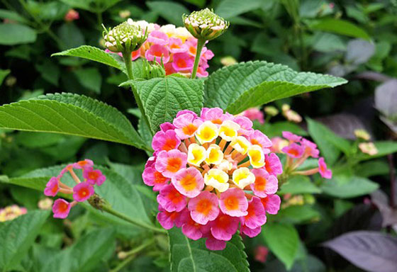 ランタナの植え付け期は４ ６月 季節の花 イパネマおやじ イパネマおやじ ハーブとバラ 育てる楽しさは１株から心と風景が豊かになる夢の時間