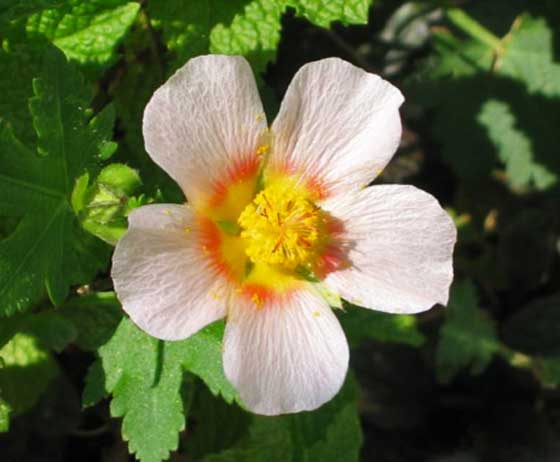 マルバストラムの植え付け期は３ ５月と秋 季節の花イパネマ イパネマおやじ ハーブとバラ 育てる楽しさは１株から心と風景が豊かになる夢の時間