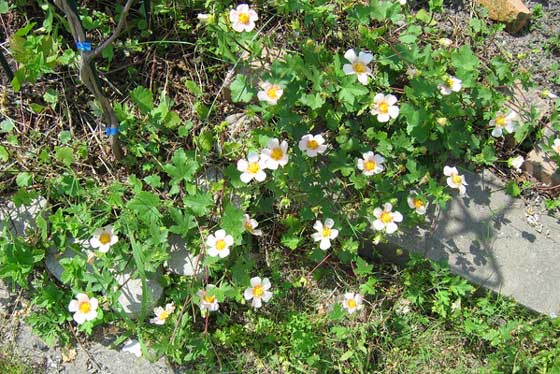 マルバストラムは５～７月に開花する